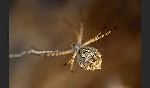 Wespenspinne spec. (Argyope lobata)