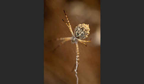 Wespenspinne spec. (Argyope lobata)