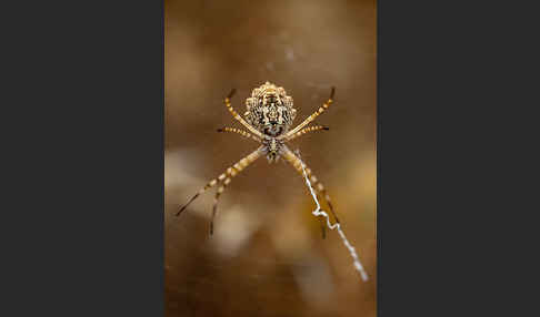 Wespenspinne spec. (Argyope lobata)