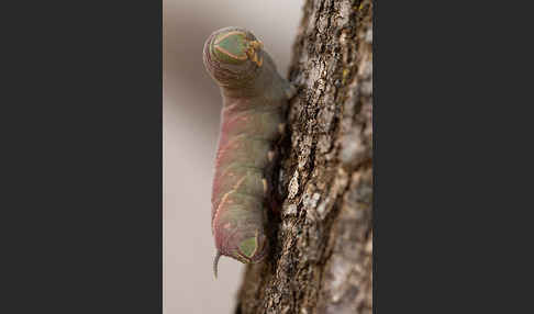 Abendpfauenauge (Smerinthus ocellatus)