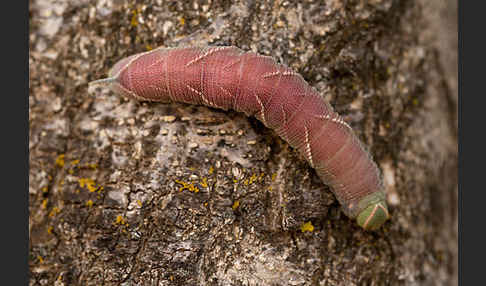 Abendpfauenauge (Smerinthus ocellatus)