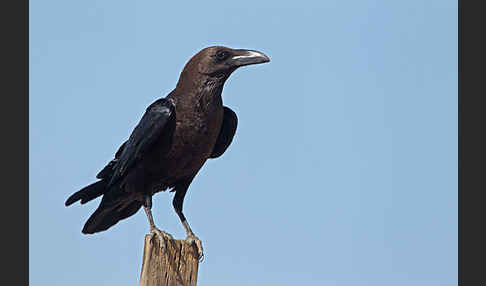 Wüstenrabe (Corvus ruficollis)