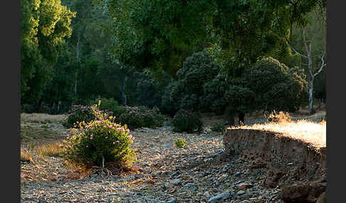 Oleander (Nerium oleander)