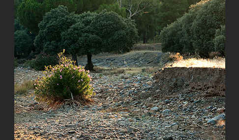 Oleander (Nerium oleander)