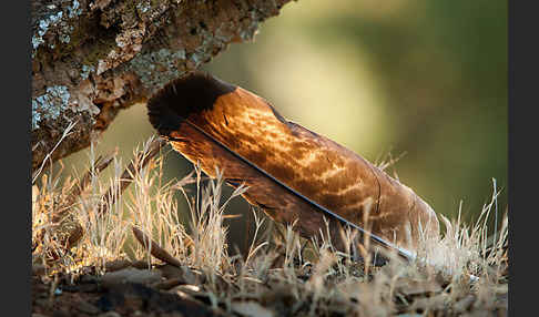 Spanischer Kaiseradler (Aquila adalberti)