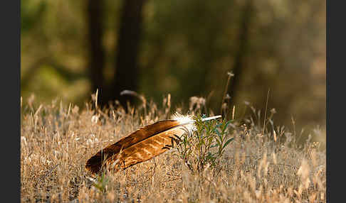 Spanischer Kaiseradler (Aquila adalberti)