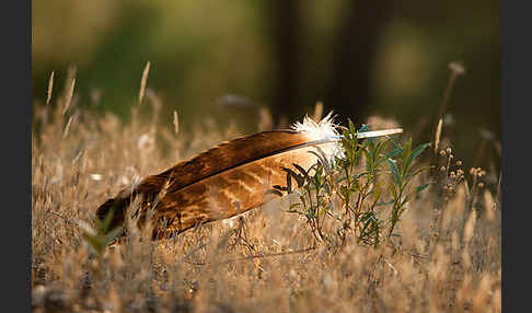 Spanischer Kaiseradler (Aquila adalberti)