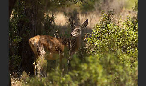 Rotwild (Cervus elaphus)