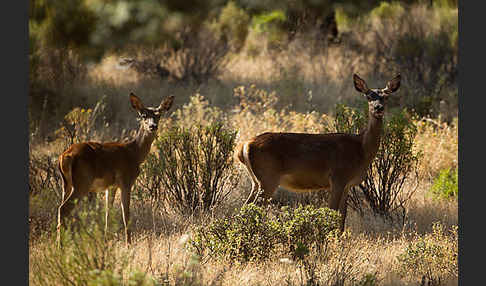 Rotwild (Cervus elaphus)