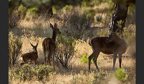 Rotwild (Cervus elaphus)