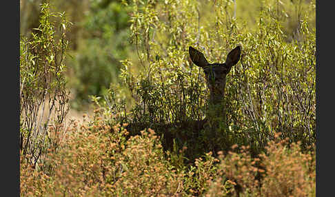 Rotwild (Cervus elaphus)