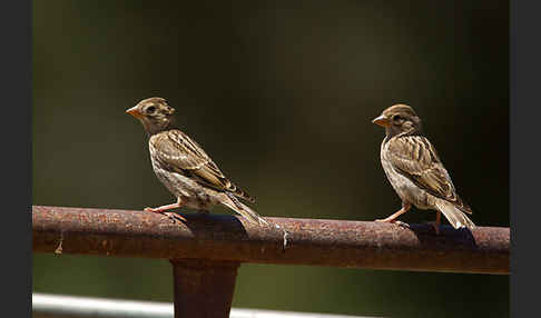 Steinsperling (Petronia petronia)