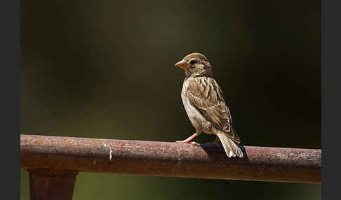 Steinsperling (Petronia petronia)