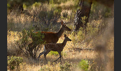 Rotwild (Cervus elaphus)