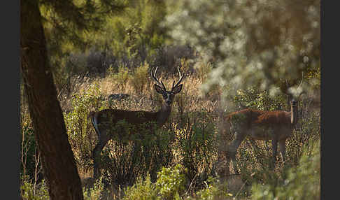 Rotwild (Cervus elaphus)