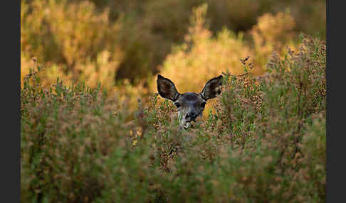 Rotwild (Cervus elaphus)