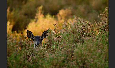 Rotwild (Cervus elaphus)