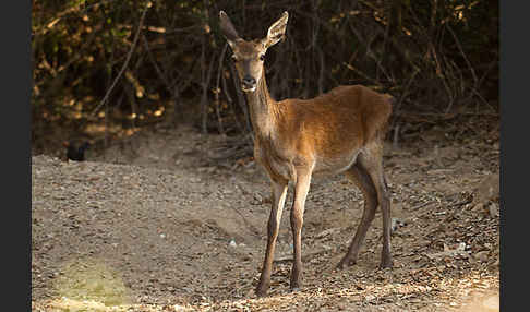 Rotwild (Cervus elaphus)