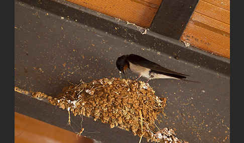 Rauchschwalbe (Hirundo rustica)