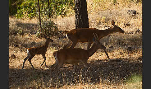 Rotwild (Cervus elaphus)