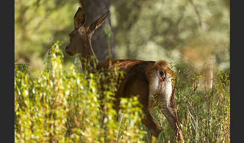 Rotwild (Cervus elaphus)