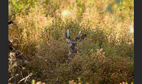 Rotwild (Cervus elaphus)