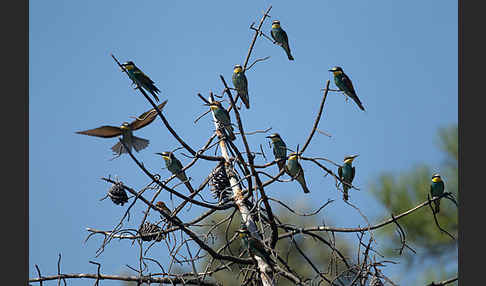 Bienenfresser (Merops apiaster)