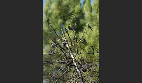 Bienenfresser (Merops apiaster)