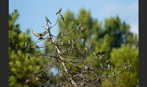 Bienenfresser (Merops apiaster)