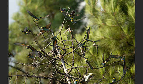 Bienenfresser (Merops apiaster)