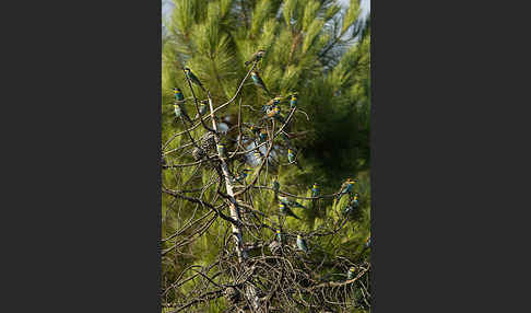 Bienenfresser (Merops apiaster)