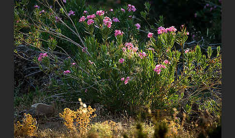 Oleander (Nerium oleander)