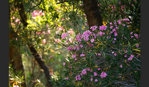 Oleander (Nerium oleander)