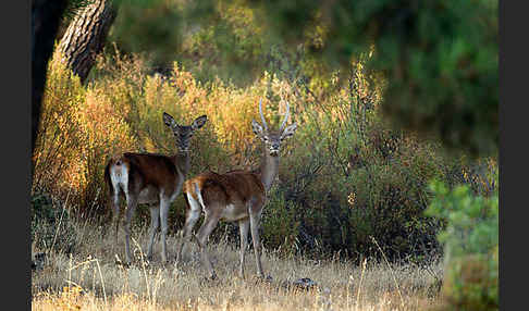 Rotwild (Cervus elaphus)