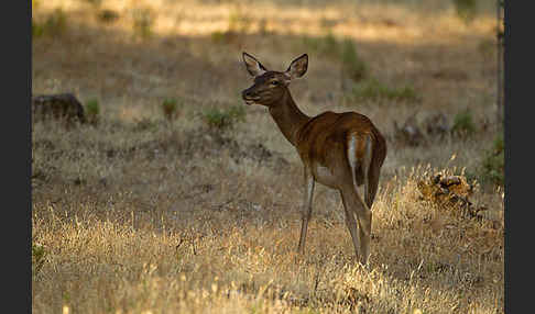 Rotwild (Cervus elaphus)