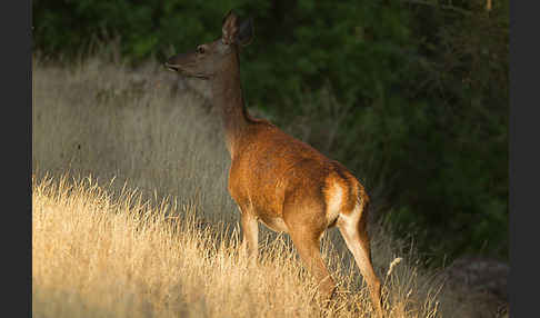 Rotwild (Cervus elaphus)