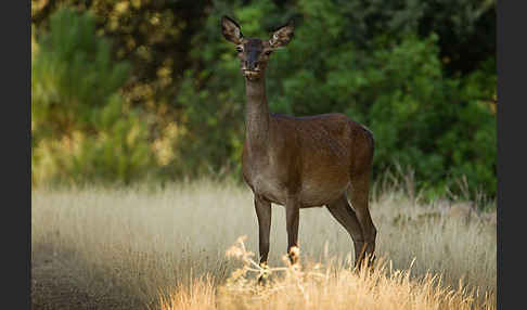 Rotwild (Cervus elaphus)