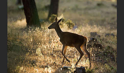 Rotwild (Cervus elaphus)