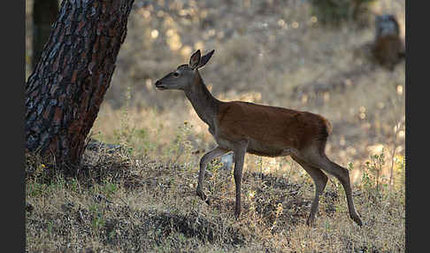 Rotwild (Cervus elaphus)