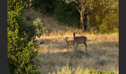 Rotwild (Cervus elaphus)