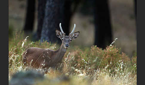 Rotwild (Cervus elaphus)