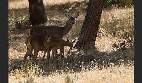 Rotwild (Cervus elaphus)