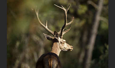 Rotwild (Cervus elaphus)