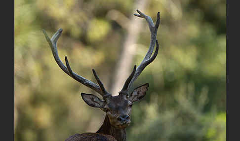 Rotwild (Cervus elaphus)