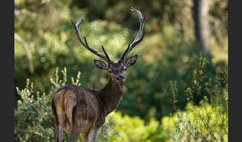 Rotwild (Cervus elaphus)