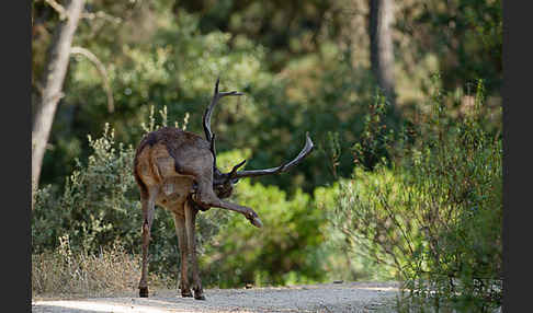 Rotwild (Cervus elaphus)