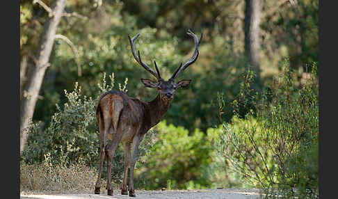 Rotwild (Cervus elaphus)