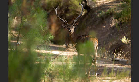 Rotwild (Cervus elaphus)