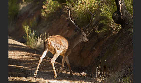 Rotwild (Cervus elaphus)