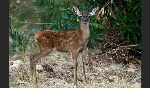 Rotwild (Cervus elaphus)